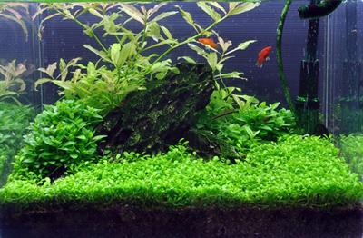 Glossostigma elatino